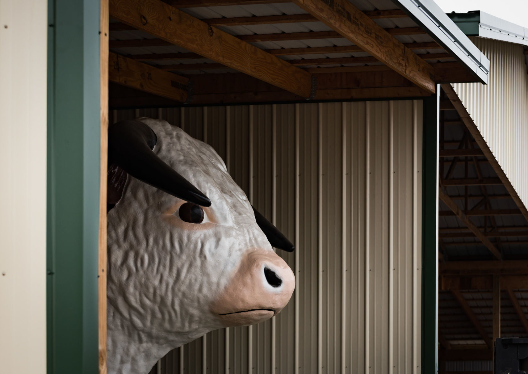 Steve Newsom's Bull Statue